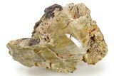 Triassic-Age Petrified Wood Log - Madagascar #379259-3
